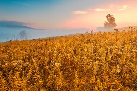 Misty Canaan Valley Sunrise - Gold Pastel Fantasy HDR