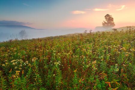 Misty Canaan Valley Sunrise - HDR