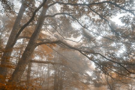 Misty Forest Branchscape - Sepia Euphoria HDR
