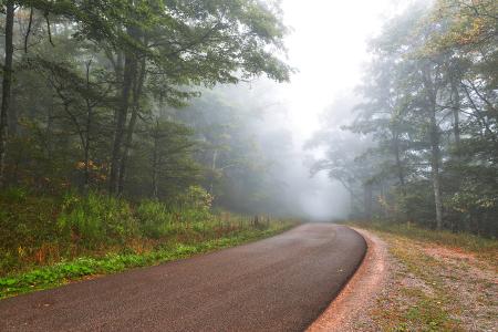 Misty Forest Road - Spruce Knob HDR