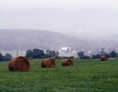 Misty Weather