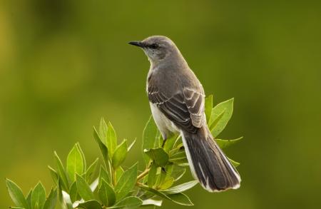 Mockingbird on the Branch