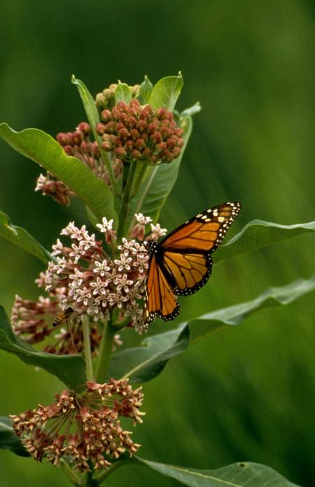 Monarch Butterfly