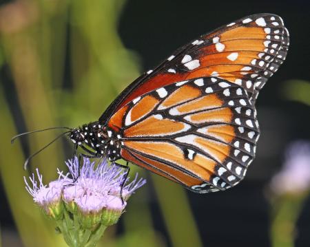 Monarch Butterfly