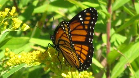 Monarch Butterfly