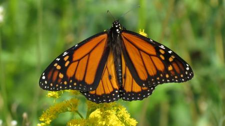 Monarch Butterfly