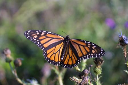 Monarch Butterfly