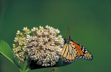 Monarch Butterfly