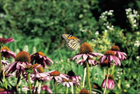 Monarch Butterfly in the Garden