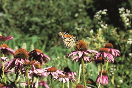 Monarch Butterfly on Flower