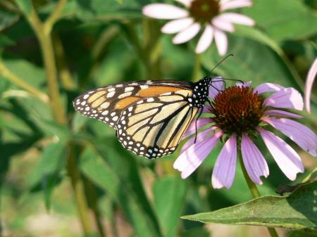 Monarch Butterfly on Flower