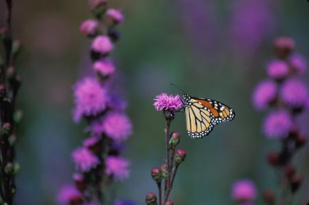 Monarch Butterfly on the Flower