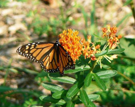 Monarch Butterfly on the Flowers