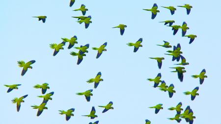 Monk Parakeets