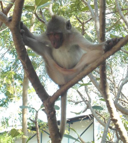 Monkey doing the splits