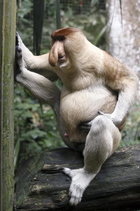 Monkey in captivity