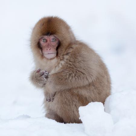 Monkey in Winter