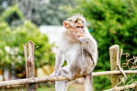 Monkey on Fence