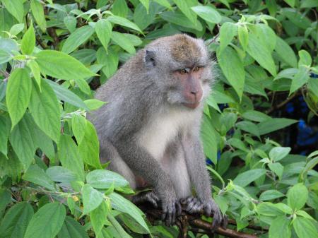 Monkey on the Tree