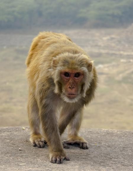Monkey walking on Stone Wall