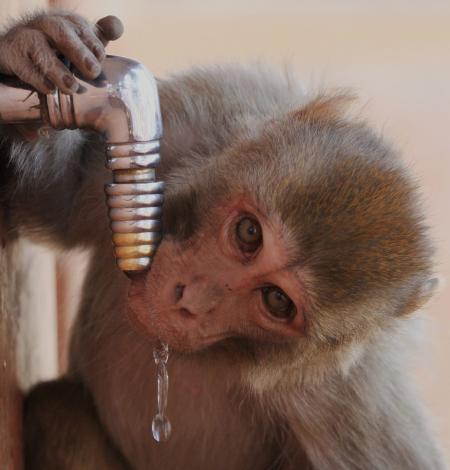 Monkeys Drinking Water