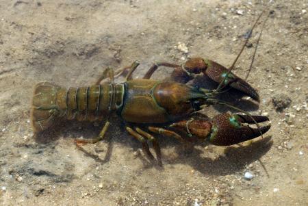 Montana Crayfish