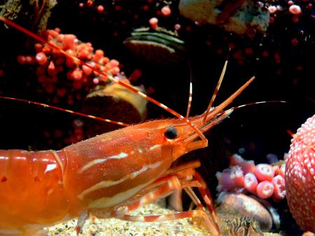 Monterey Aquarium. (35)