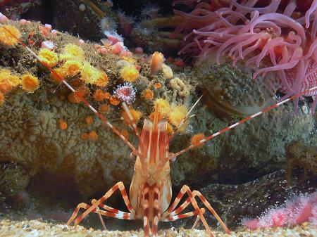 Monterey Aquarium. (51)