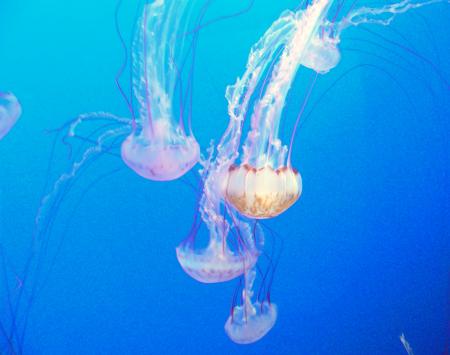 Monterey Aquarium. Jellyfish.