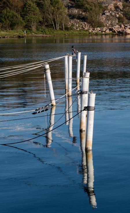 Mooring poles with owl decoy 4