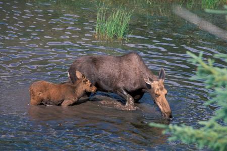 Moose in the River