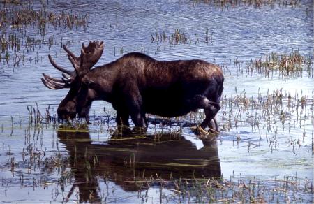 Moose in the River