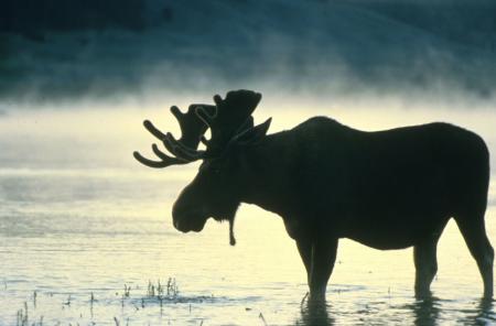 Moose in the Water