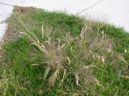 More weeds