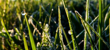 Morning after the frost