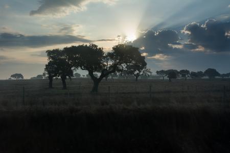 Morning in the Field