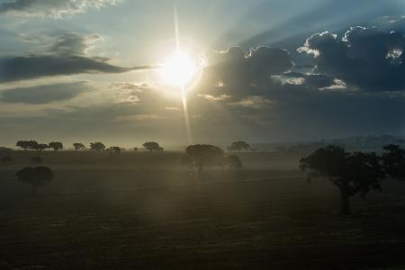 Morning in the Field