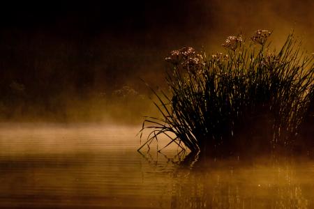 Morning lake and fog