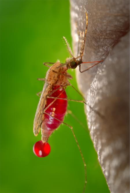 Mosquito Closeup