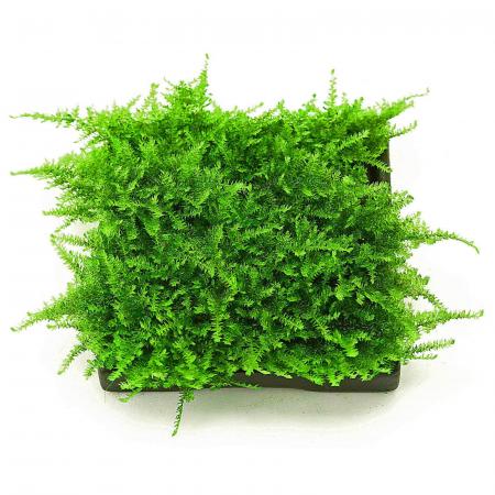 Moss