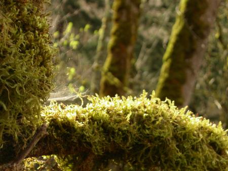 Moss and trees