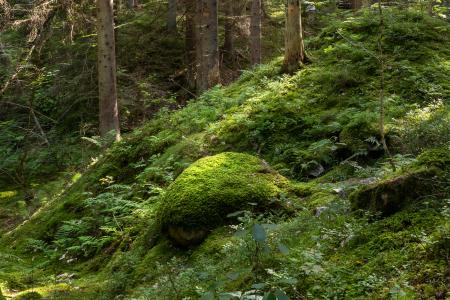 Moss-covered boulder on a slope in Gullmarsskogen ravine