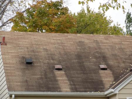 Moss covered rooftop