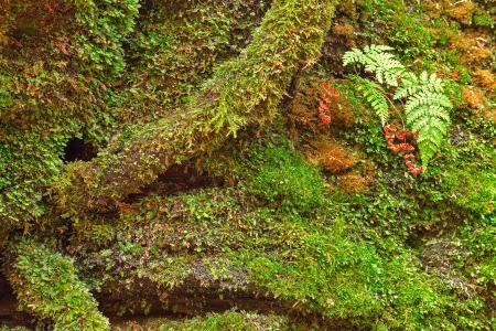 Moss Hysteria - HDR