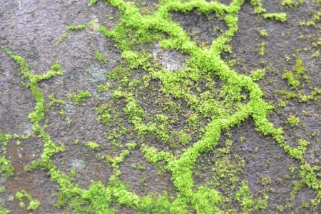 Moss in the wall