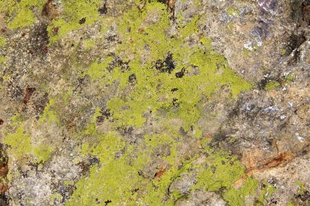 Moss texture