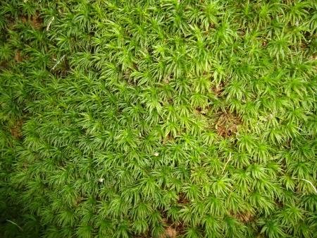 Moss Texture