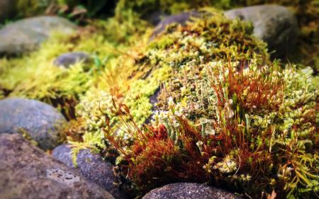 Moss with sporophytes and cup lichens among rocks