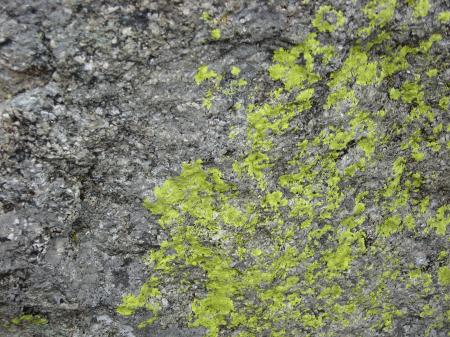 Mossy Rocks Texture