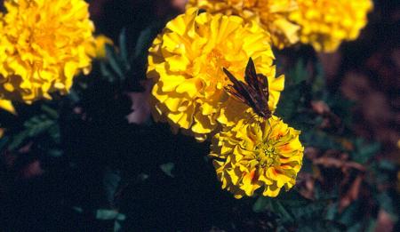 Moth feeding on a marigold